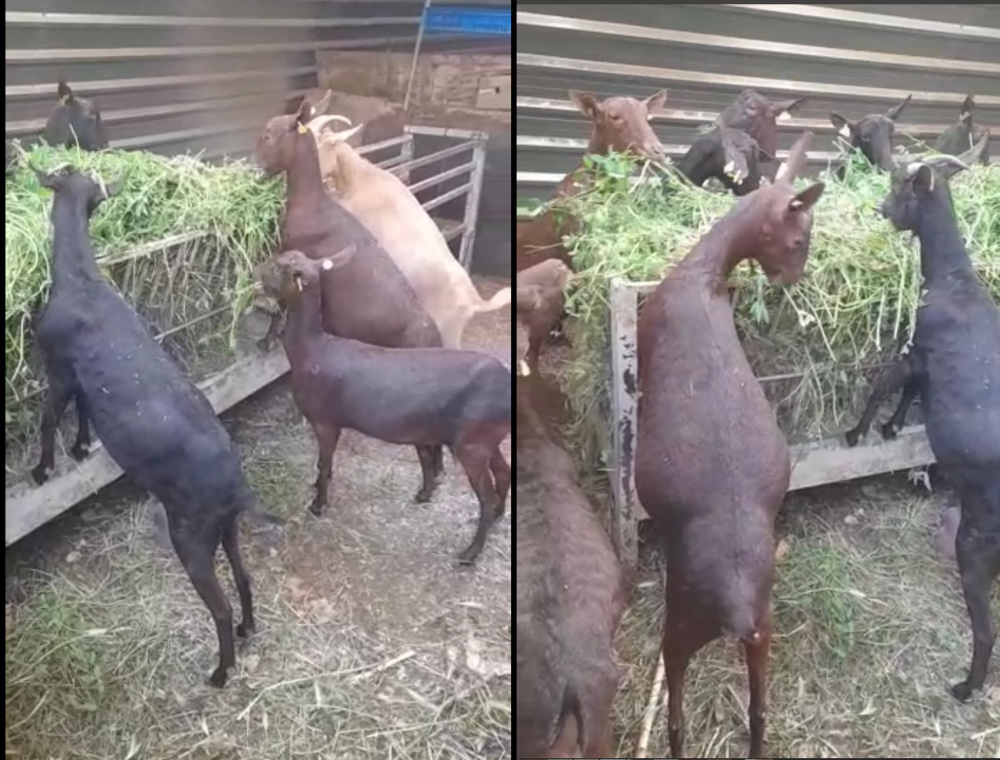 Fadi and the goats relocated and soldier on!